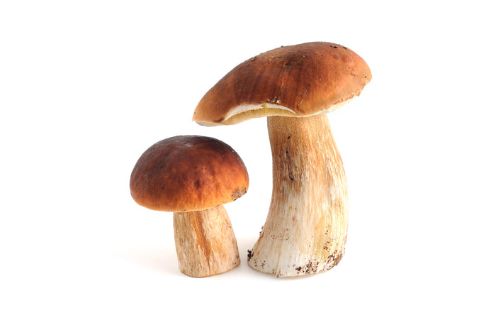 Mushroom Cepes - 200g