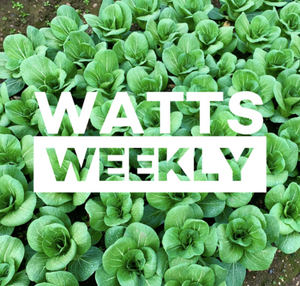 Watts Weekly 17/08