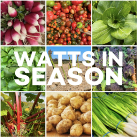 Watts in season - May