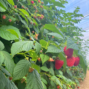 How do Watts grow Raspberries?