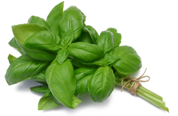 Basil Fresh 50g Watts Farms