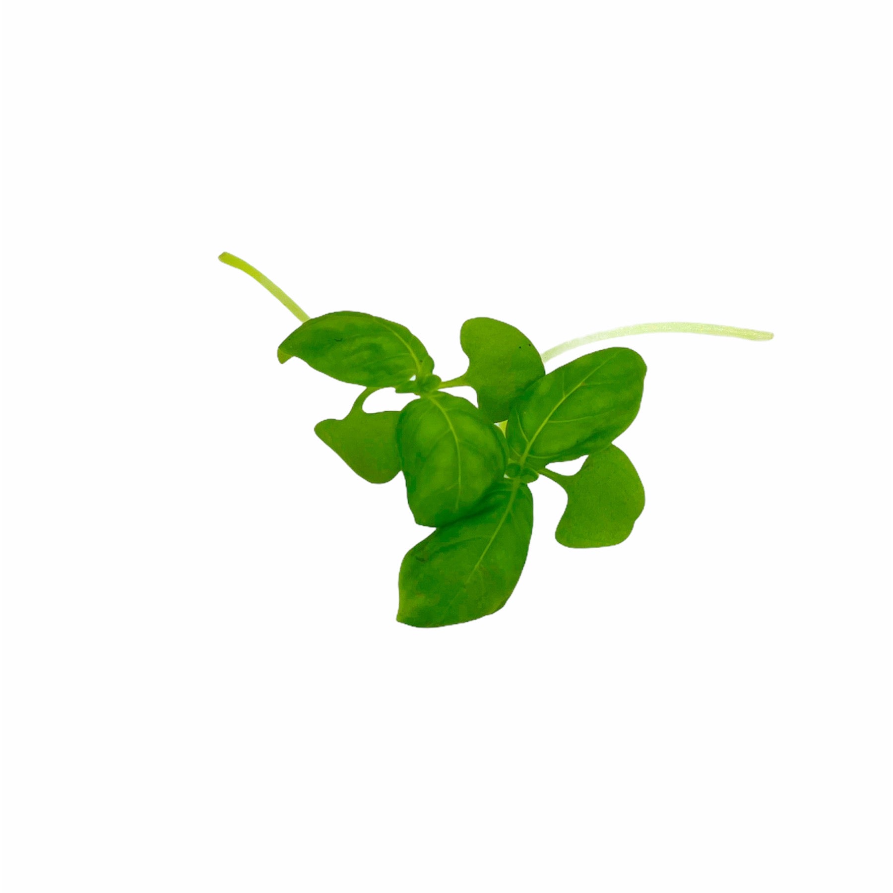 Baby Cress Green Basil 30g