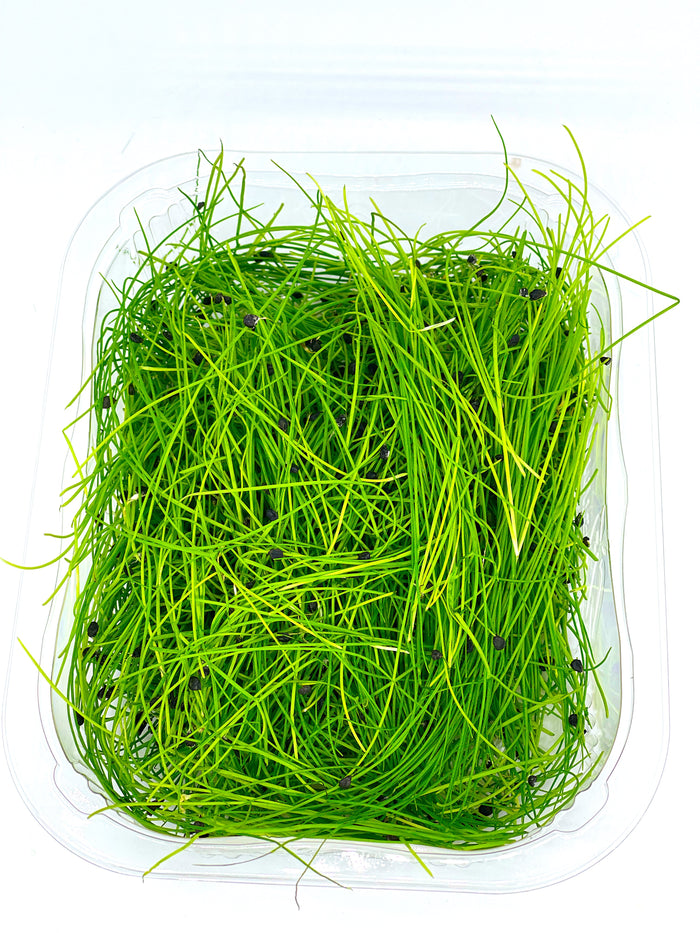 Buy Fresh Herbs Kent Herbs Delivery & Collection Kent & Surrey Watts Farms