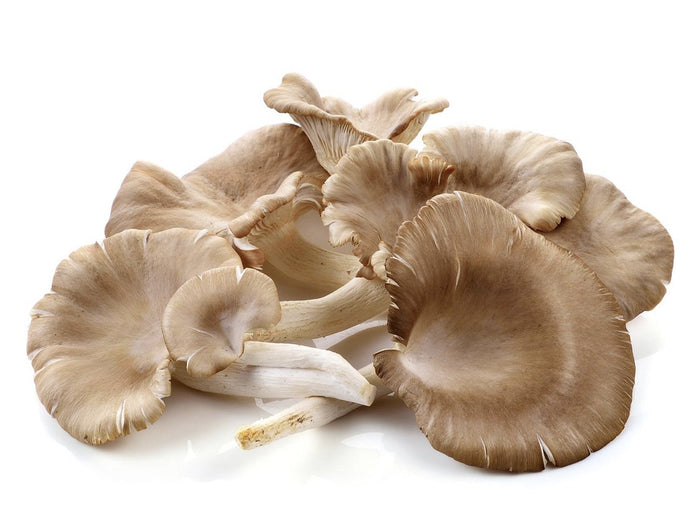 White Oyster Mushrooms - 400g