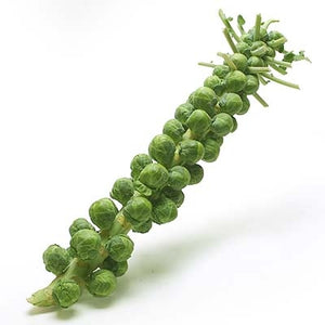 Brussell Sprout Stalks / Stems - Each